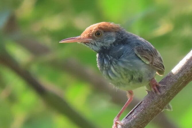 Beyond The Oudong Temple and Birdwatching in Phnom Penh - Early Start, Big Payoff: How Dawn Birding Works Around Phnom Penh
