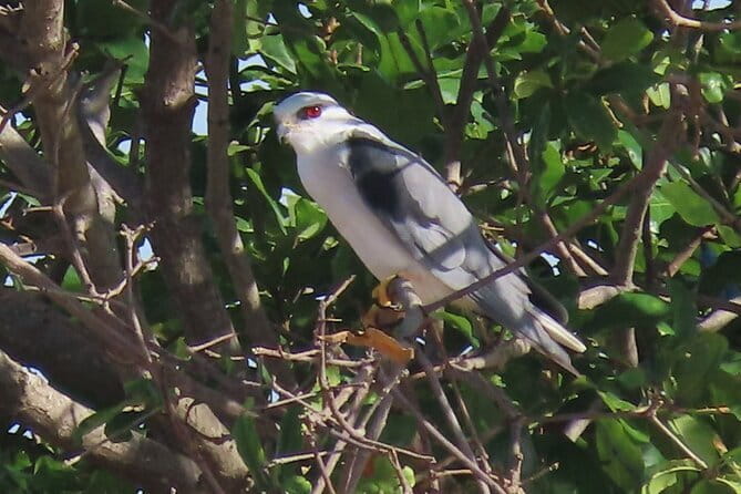Beyond The Oudong Temple and Birdwatching in Phnom Penh - Who This Tour Fits Best (And Who Might Prefer Something Else)