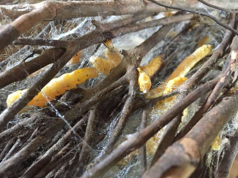 From Phnom Penh: Half-Day Silk Island Tour with Guide - Silk farm processing: from caterpillars to scarves you can point to