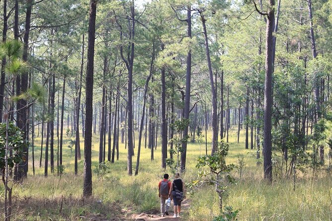 Kirirom National Park Private Day Tour from Phnom Penh - Timing tips: how to get the best day out of it