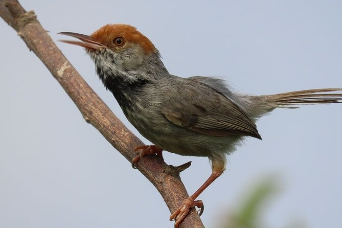 Phnom Penh Birding Experience and Brunch - Key highlights you’ll care about