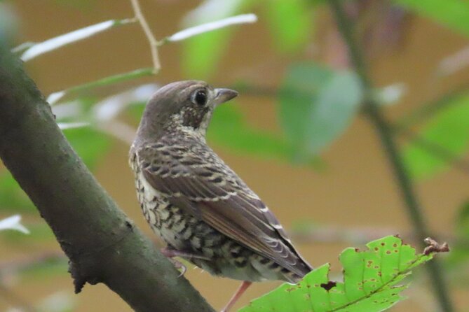 Phnom Penh Birding Experience and Brunch - Leaving Phnom Penh fast: the 6am ferry rhythm