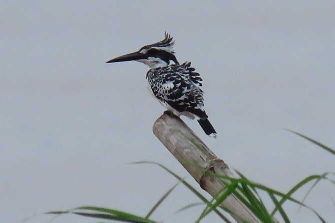 Phnom Penh Birding Experience and Brunch - Guides and group size: how Vana Adventure Travel keeps it workable