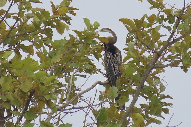 Phnom Penh Birding Experience and Brunch - Price and value: what $85 buys you in the real world
