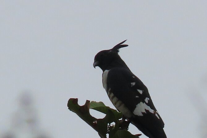 Phnom Penh Birding Experience and Brunch - What to expect day-of: pace, comfort, and practical tips