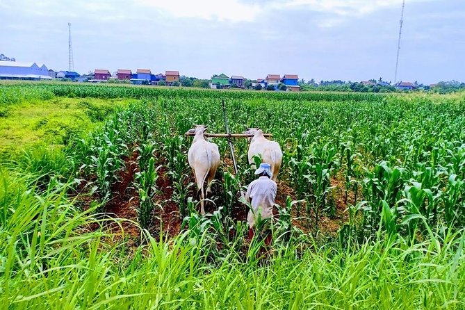 Phnom Penh Countryside Cycle Tour - The Mekong crossing and the ride into island agriculture