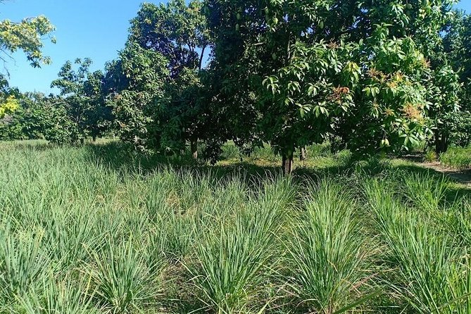 Phnom Penh Countryside Cycle Tour - Who should book this countryside cycle tour (and who should skip it)