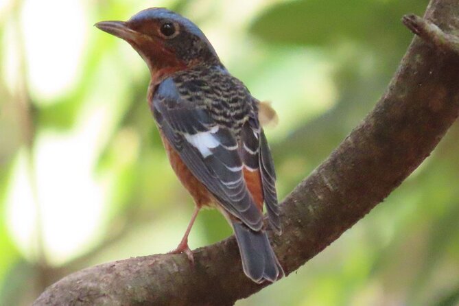 Phnom Penh & Kirirom National Park Birds Tour - Key Highlights You’ll Care About