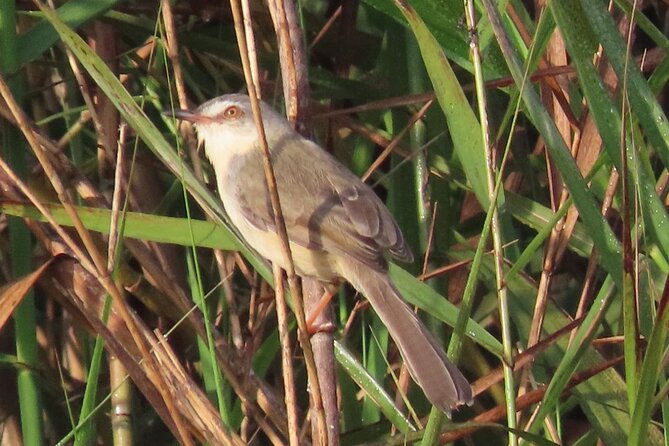 Phnom Penh & Kirirom National Park Birds Tour - From Phnom Penh at 5:30am to the Countryside by Mekong