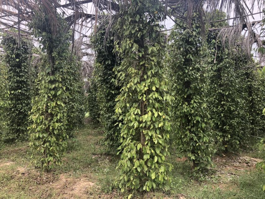 Small Group: One Day Phnom Penh to Kampot, Kep include lunch - Salt fields and Kampot pepper farm: local industries you can actually taste